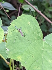 Toxorhynchites rutilus septentrionalis