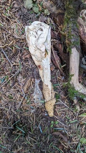 Phallus sibiricus