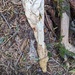Phallus sibiricus