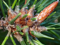 Thecodiplosis piniradiatae