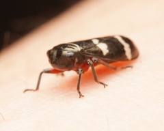 Bathyllus albicinctus