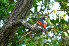Pericrocotus speciosus