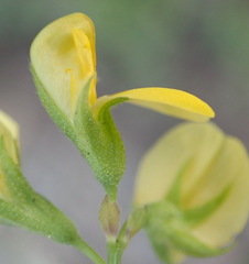 Rhynchosia leucoscias