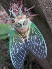 Neotibicen canicularis