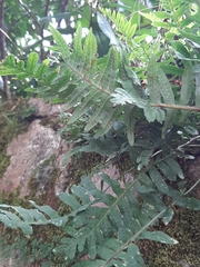 Polypodium