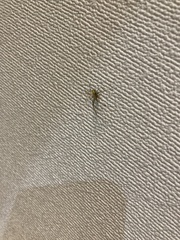 Thomisidae