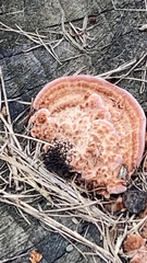 Rhodofomes cajanderi