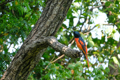 Pericrocotus speciosus