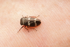 Bathyllus albicinctus