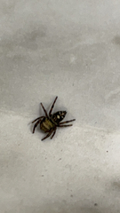 Paraphidippus aurantius