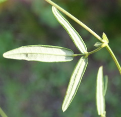Rhynchosia leucoscias