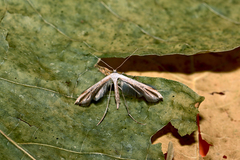 Emmelina monodactyla