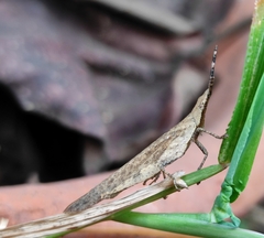 Orthoptera