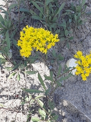 Solidago nemoralis