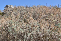 Artemisia arborescens