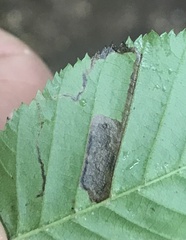 Stigmella betulicola