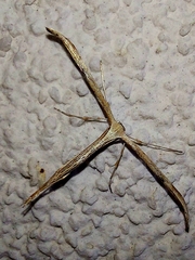 Emmelina monodactyla