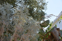 Artemisia arborescens