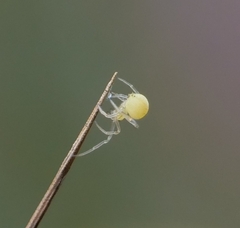 Paidiscura pallens