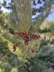 Pinaceae