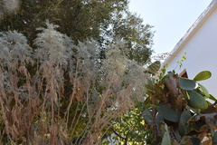 Artemisia arborescens