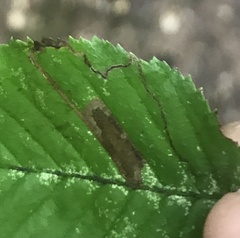 Stigmella betulicola