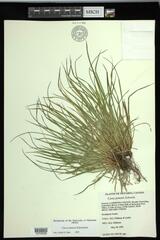 Carex jamesii