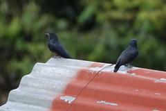 Chelidoptera tenebrosa