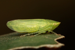 Cicadellidae