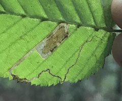 Stigmella betulicola