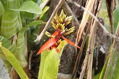 Aechmea chantinii