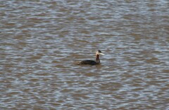 Podiceps major