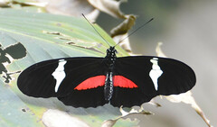 Heliconius clysonymus