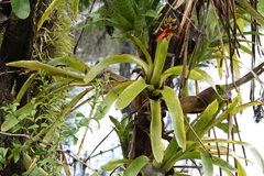 Aechmea chantinii
