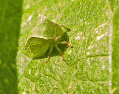 Spissistilus festinus