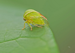 Spissistilus festinus