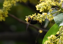 Xylocopa appendiculata appendiculata