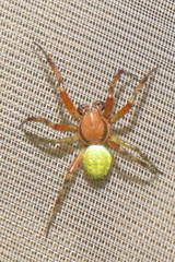 Araniella