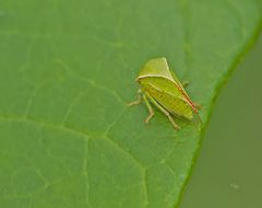 Spissistilus festinus