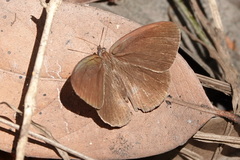 Papilionoidea