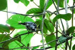 Machlolophus spilonotus