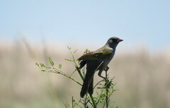 Embernagra platensis
