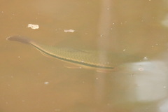 Characiformes
