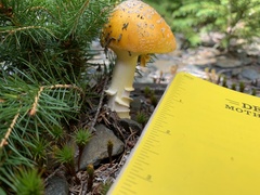 Amanita flavoconia