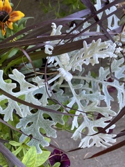 Jacobaea