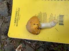 Amanita flavoconia
