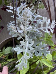 Jacobaea