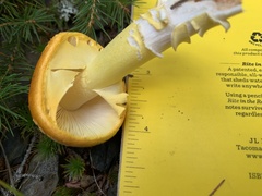 Amanita flavoconia