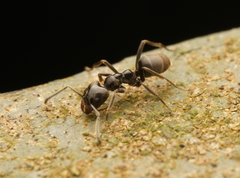 Anonychomyrma