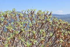 Euphorbia dendroides